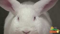 Rabbits: The Cutest Creatures Around Instructional Video