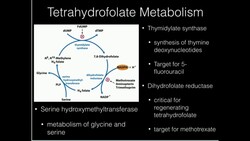 Vitamin B9: Folate Activation and Functions Instructional Video