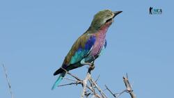 Exploring Safari Bird Species and Their Habitats Instructional Video