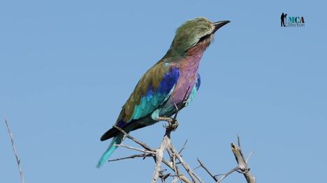 Exploring Safari Bird Species and Their Habitats