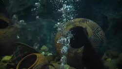 aquatic organisms Stock Footage