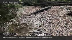 B.C. drought conditions leave hundreds of salmon dead News Clip