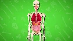 I WONDER - What Job Do The Bones Do? Instructional Video