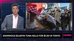Enormous Bluefin Tuna Sells for $1.3M in Tokyo News Clip