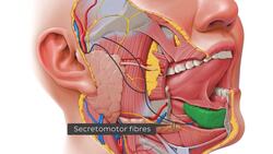 Salivary glands Instructional Video