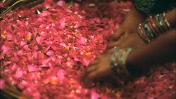 CLOSE ANGLE OF CHILDREN'S HANDS GRABBING HANDFULS OF FLOWER PETALS FROM BASKET. Stock Footage