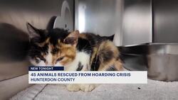 45 pets rescued from Annandale home owned by animal rescue president News Clip