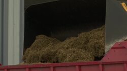 Legal hemp, CBD stir more farmers to grow unfamiliar crop News Clip