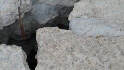 Chelsea Flower Show News Clip