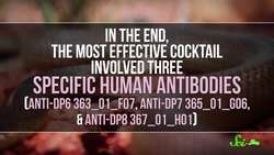 Making Antivenom out of Human Antibodies | SciShow News Instructional Video