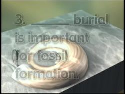 Fossils Quiz Instructional Video