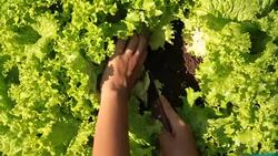 cultivation and harvesting of lettuce irrigation Stock Footage