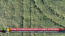 China-U.S.: China’s Soybean Purchases Stumble Despite Trade Truce News Clip