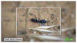 Seriously, None of These Are Ants | 8 Ant Mimics Instructional Video