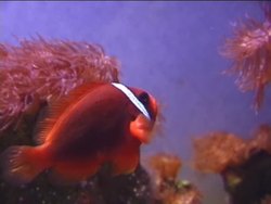 Inherited Traits: Understanding the Origin of Characteristics Instructional Video