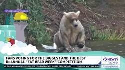 Fat Bear Week 2022: Alaska’s Best Week Of The Year Is Underway News Clip