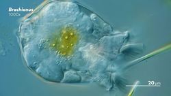 Journey Through the Body of a Rotifer Instructional Video