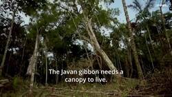 The Indonesian conservationists saving endangered gibbons News Clip