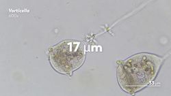 Peritrich Ciliates Masters of Long-Range Snacking Instructional Video
