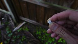 Huge Snapper Vs. Gasoline - Can they cause a fire? - SMS#3 Instructional Video