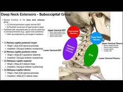 Suboccipital Group | Anatomy, Structure, and Functions [OINAs] Instructional Video