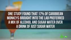 Why Do Humans Like to Get High? Instructional Video