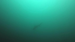 Under the sea Stock Footage