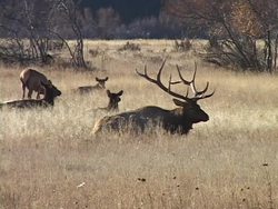 What Do Living Things Need?: Video Review Instructional Video