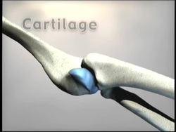 Moving Muscles and Bones: Bones and Joints Instructional Video