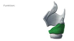 Ringknorpel (Cartilago cricoidea) Instructional Video