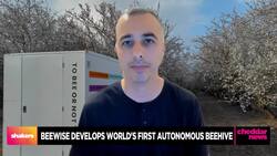 Beewise on Using AI to Save Bees From Climate Change News Clip