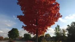 I Wonder - Why Is The Maple Leaf A Symbol Of Canada? Instructional Video