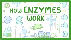 GCSE Biology - What are Enzymes? Instructional Video