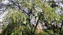 Bird nest on tree Stock Footage