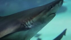 Tourist killed in shark attack at holiday resort on Egypt’s Red Sea Instructional Video