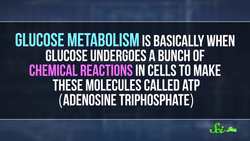 The Deal with Carbs Instructional Video