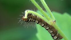 Worm eating plant leaf Stock Footage