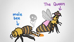 Why There Are No King Bees Instructional Video