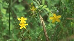 CLEAN : Niche market for edible flowers sprouts up on French Riviera News Clip