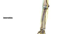 Extensor pollicis brevis muscle Instructional Video