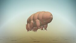 Tardigrades may be alive on moon following Beresheet crash landing Instructional Video