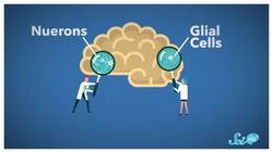 How Close Are We to Growing Brains in a Dish? Instructional Video