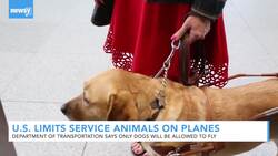 Transportation Department Issues New Rules For Animals On Planes News Clip
