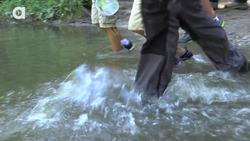 Exploring for Creek Creatures! Instructional Video