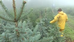 CLEAN : Global warming takes its toll on France's Christmas trees News Clip