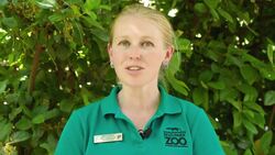 Threatened Lizards Wedge Themselves Between Rocks When They Feel Threatened Instructional Video