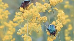 Large shiny green beetle Stock Footage