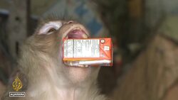 Thailand’s monkeys go bananas: Wild animals rounded up and placed in captivity News Clip