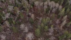 Desperate for answers, family of missing children search the woods News Clip