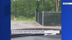 Bear sightings increase across the Hudson Valley News Clip